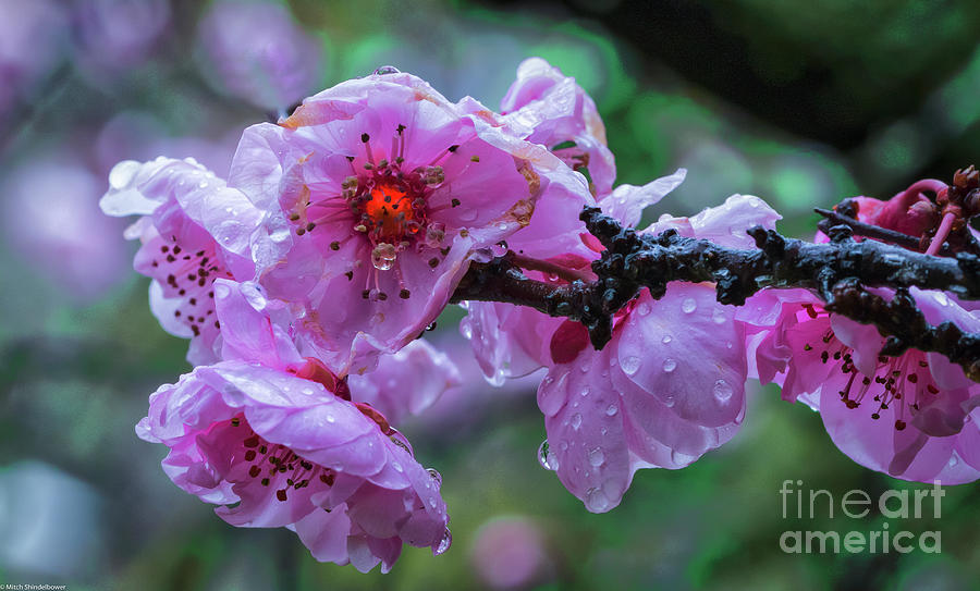Fresh Spring Rain Photograph by Mitch Shindelbower