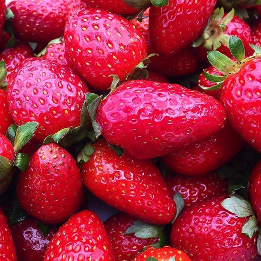Instagram Photograph - Fresh Strawberries - Just Loved The by Paul Dal Sasso Instagram Photograph - Fresh Strawberries - Just Loved The by Paul Dal Sasso
