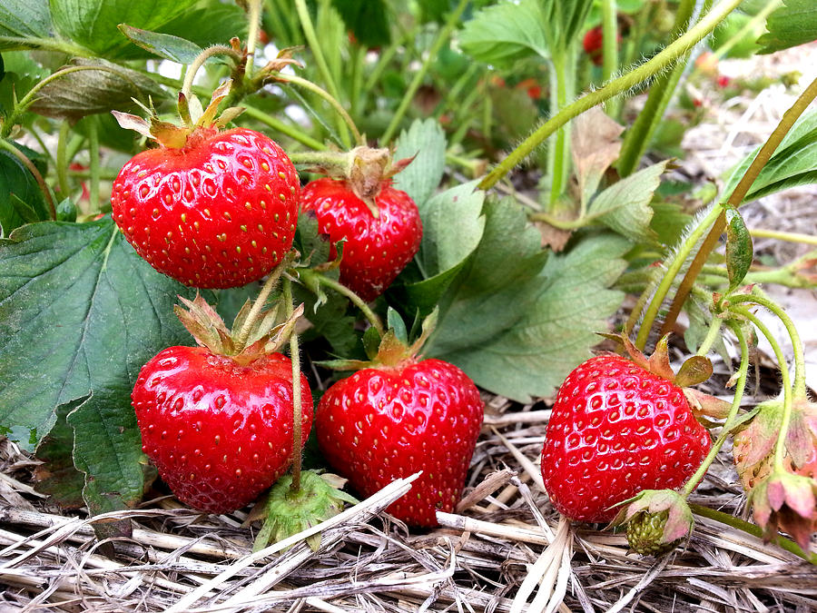 Fresh Strawberries Photograph by Brook Burling