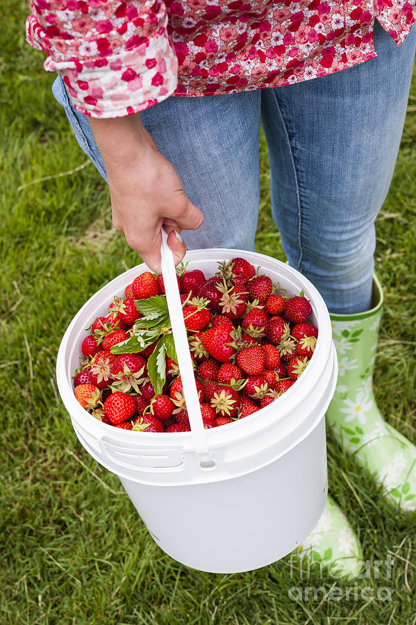 Strawberry Photograph - Fresh strawberries by Elena Elisseeva