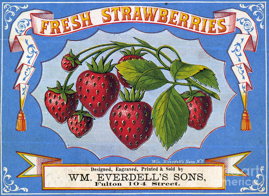 Vintage Drawing - Fresh Strawberries Fruit Label by Edward Fielding