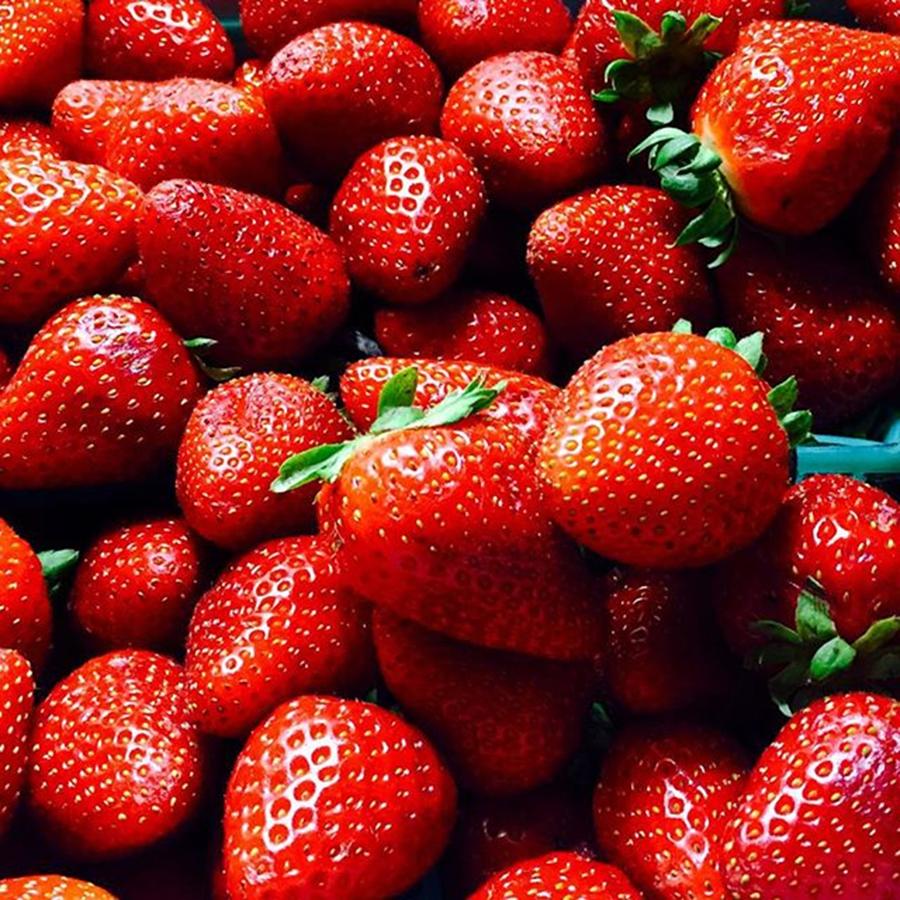 Nature Photograph - Fresh Strawberries Oxnard, Ca .. Little by Scott Pellegrin