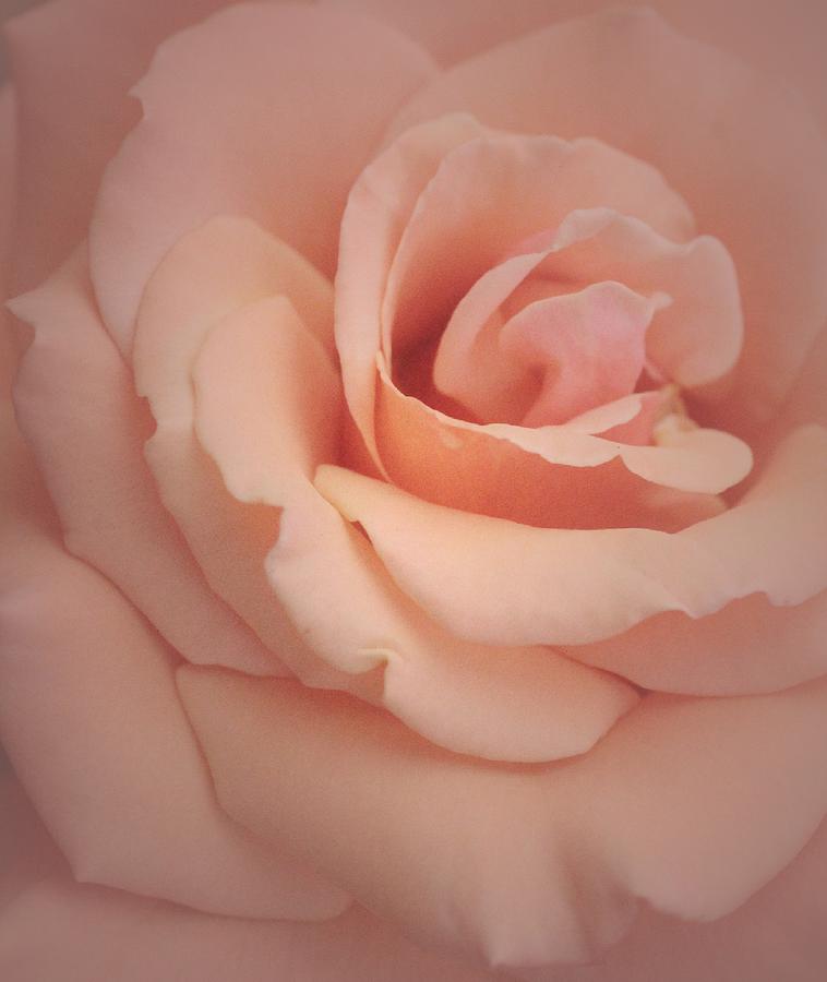 Fresh Sweet Peach Rose Photograph by The Art Of Marilyn Ridoutt-Greene