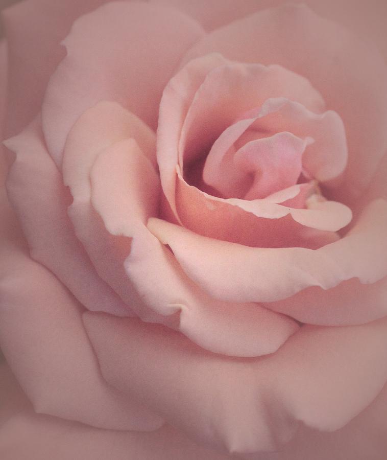 Fresh Sweet Pink Rose Photograph by The Art Of Marilyn Ridoutt-Greene