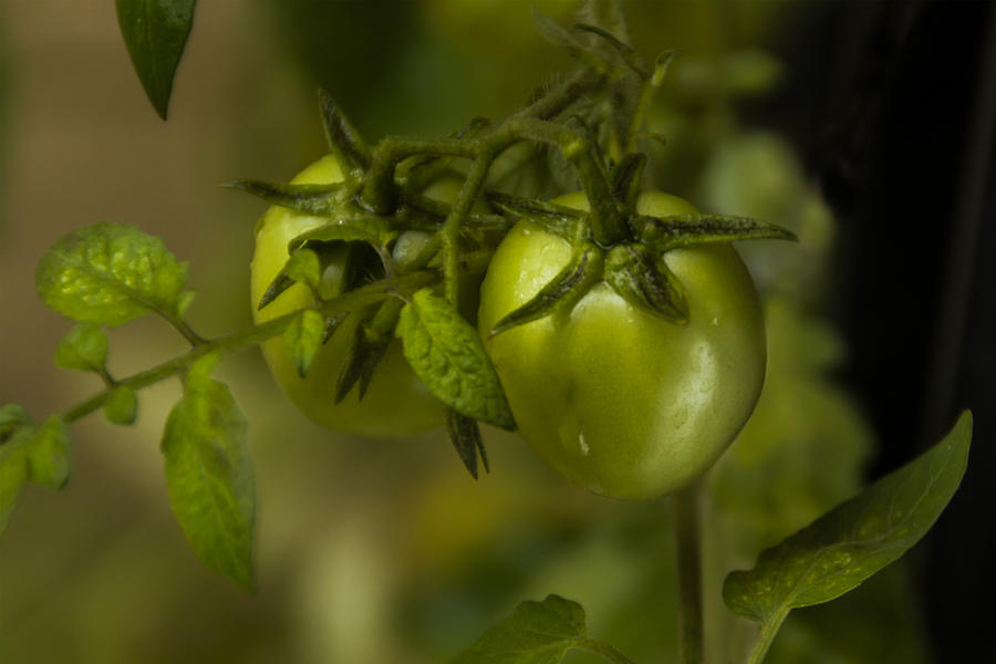 Fresh Tomato Photograph by Ramabhadran Thirupattur