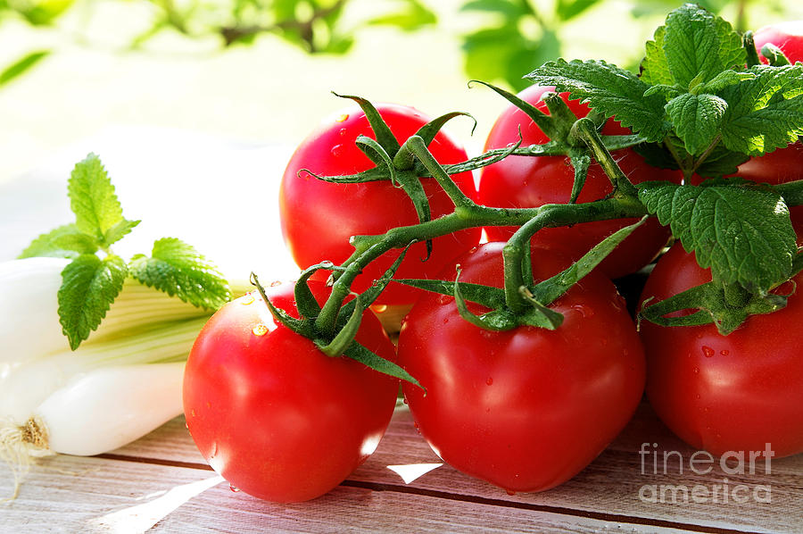 Fresh Tomatos Photograph