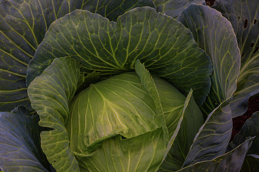 Fresh Vegetable Garden Cabbage Photograph