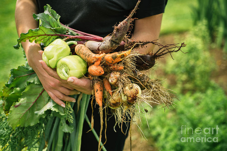 Fresh vegetables Photograph by Viktor Pravdica
