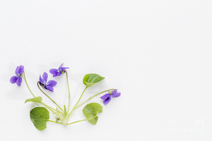 Fresh Viola Flowers On Art Canvas Photograph by Marek Uliasz