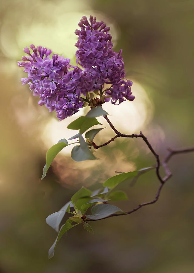 Spring Photograph - Fresh violet lilac flowers by Jaroslaw Blaminsky