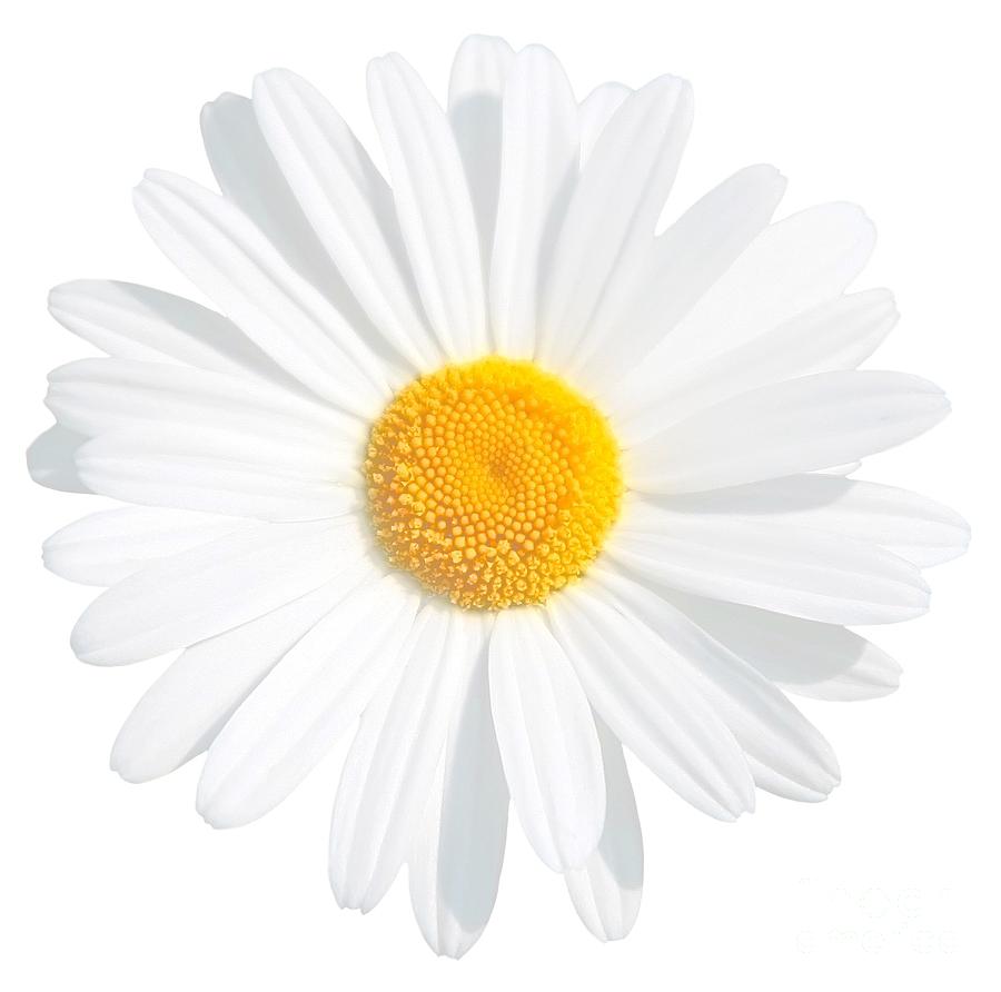 Fresh White Daisy Photograph by Susan Wall - Fine Art America