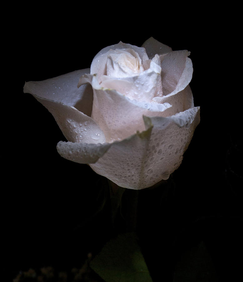 Fresh White Rose Photograph by Douglas Barnett - Fine Art America