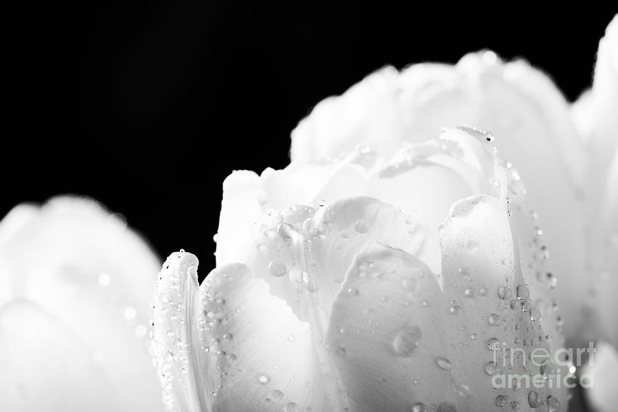 Fresh white tulip with water drops close-up on black background.  Photograph by Michal Bednarek