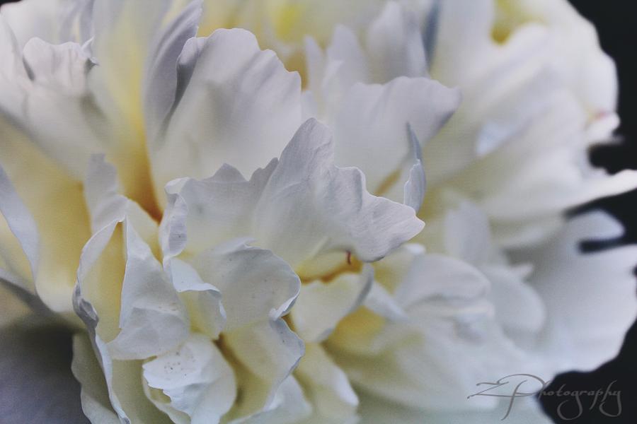 Nature Photograph - Fresh white by Z Photography