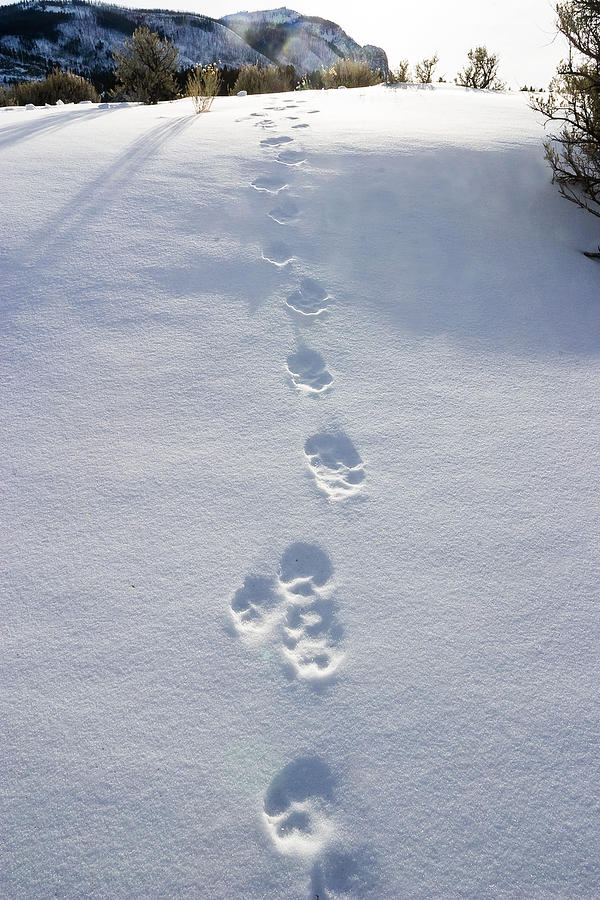 Fresh Wolf Tracks in Yellowstone Photograph by Mark Miller