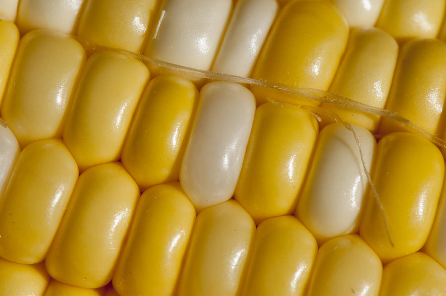 Fresh Yellow corn Photograph by Brian Green
