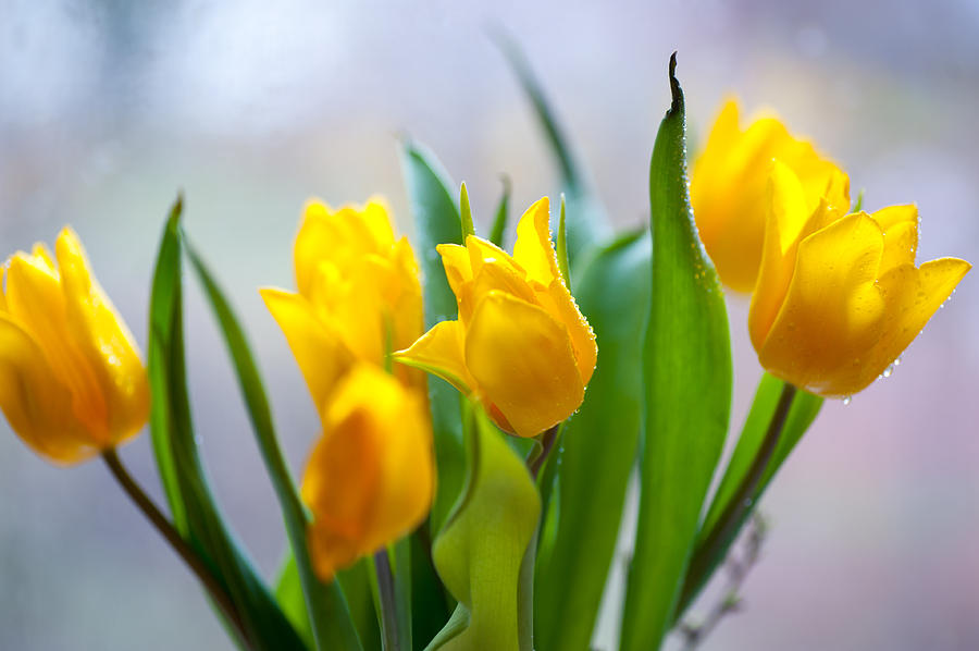 Fresh Yellow Tulips Photograph by Jenny Rainbow
