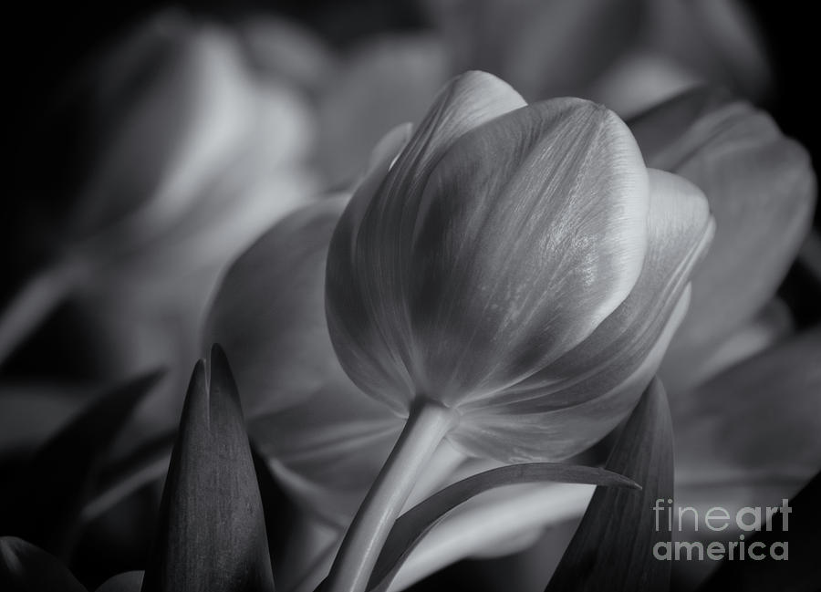 Freshly Cut Tulips Mono Photograph
