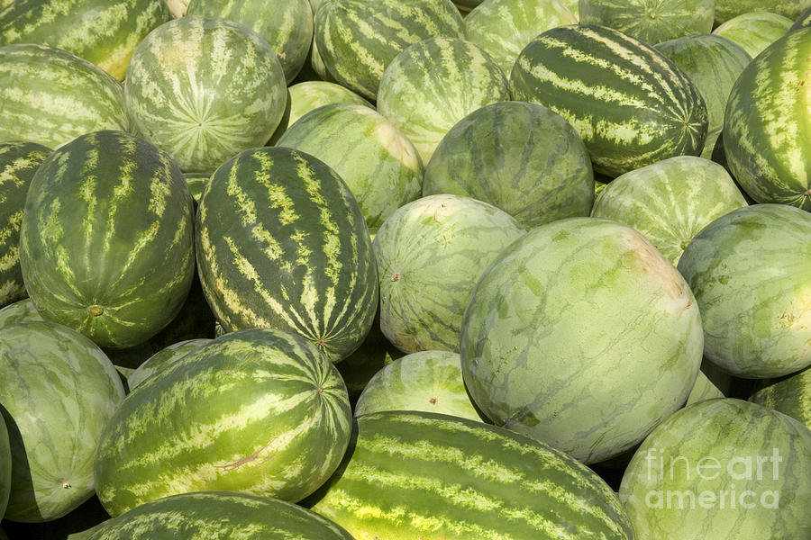 Freshly Harvested Watermelons Photograph by Inga Spence