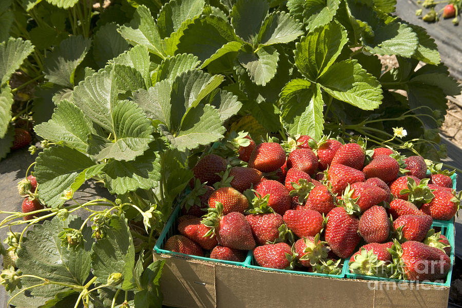 Freshly Picked Chandler Strawberries Photograph by Inga Spence