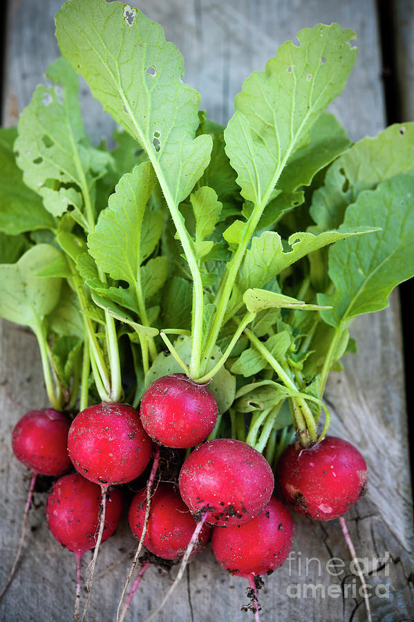 Vegetable Photograph - Freshly picked radishes by Elena Elisseeva
