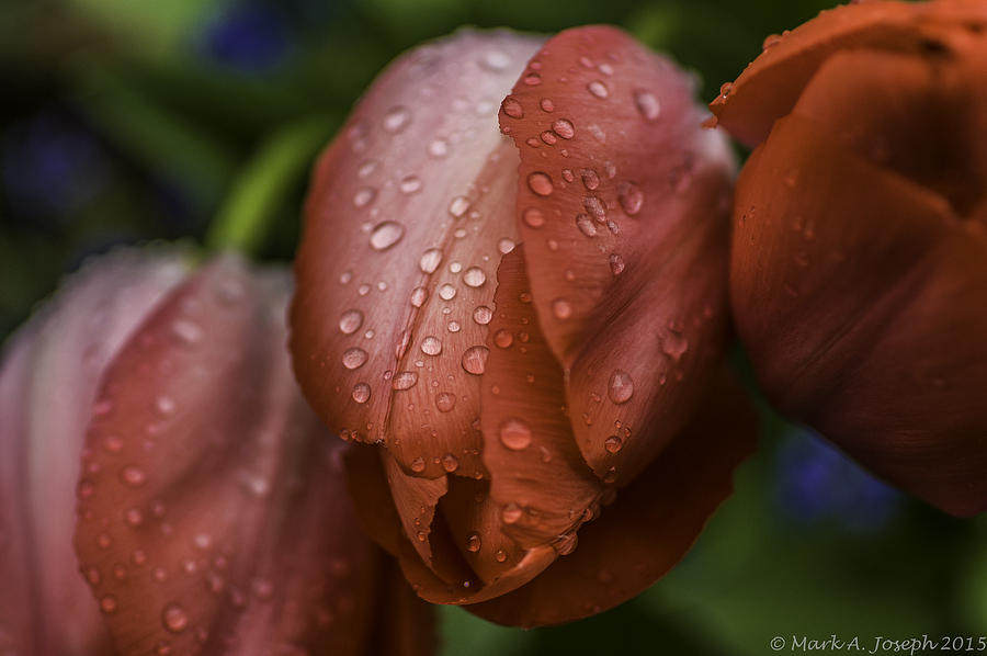 Freshly Watered Tulips Photograph by Mark Joseph