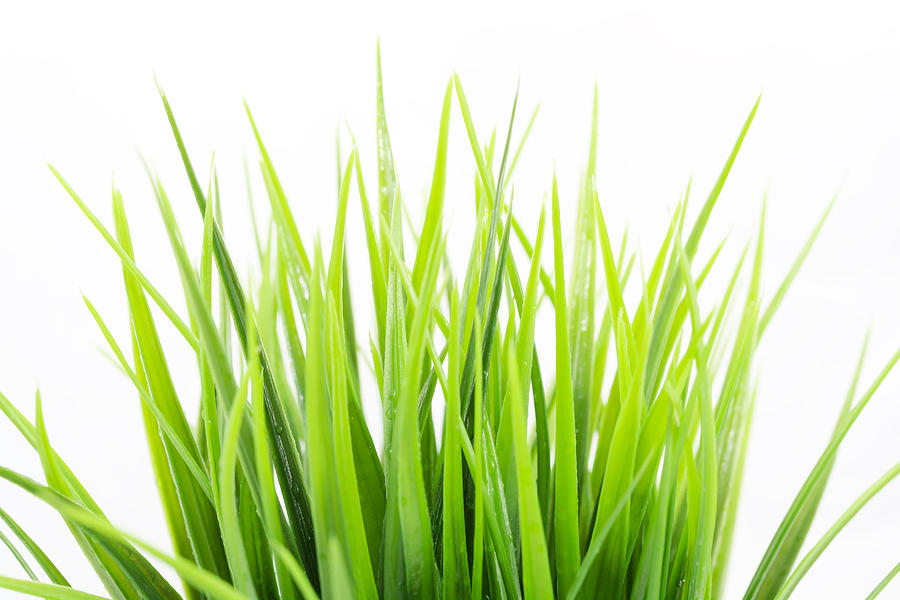Freshness. Green Bright Grass Photograph