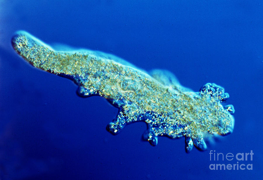 Freshwater Amoeba Proteus LM Photograph by Greg Antipa