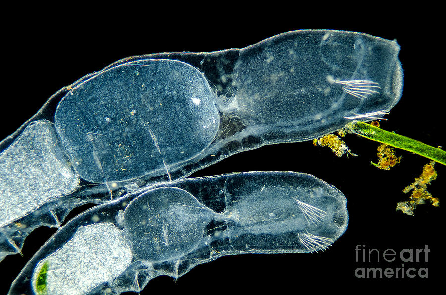 Freshwater Annelids Chaetogaster Sp,, Lm Photograph by Rubn Duro/BioMEDIA ASSOCIATES LLC