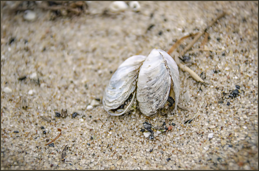 Freshwater Bivalves Photograph by LeeAnn McLaneGoetz ...