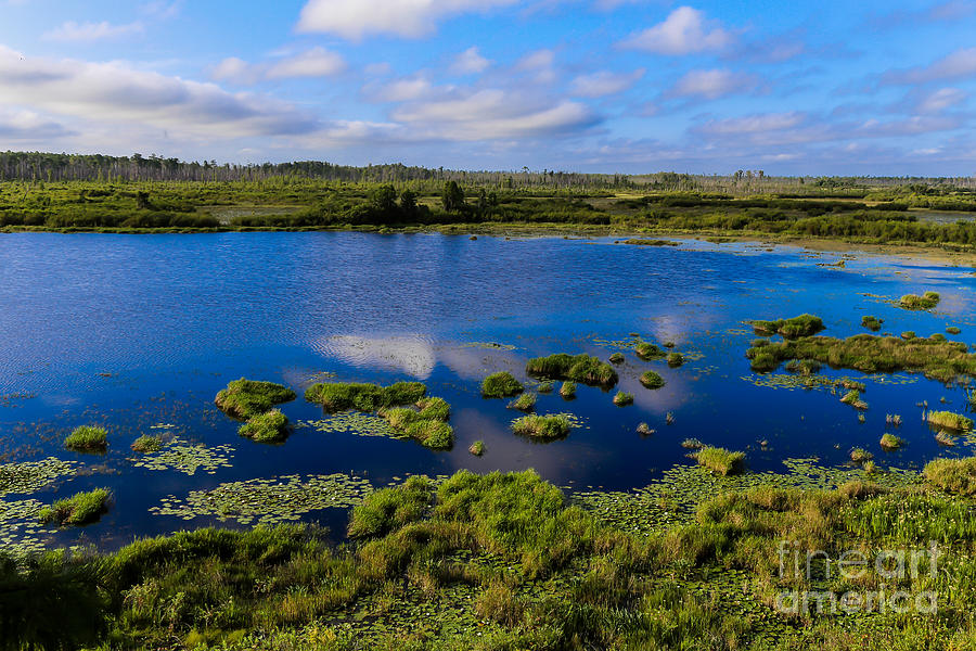 Freshwater Bog Photograph by Andy Miller - Fine Art America