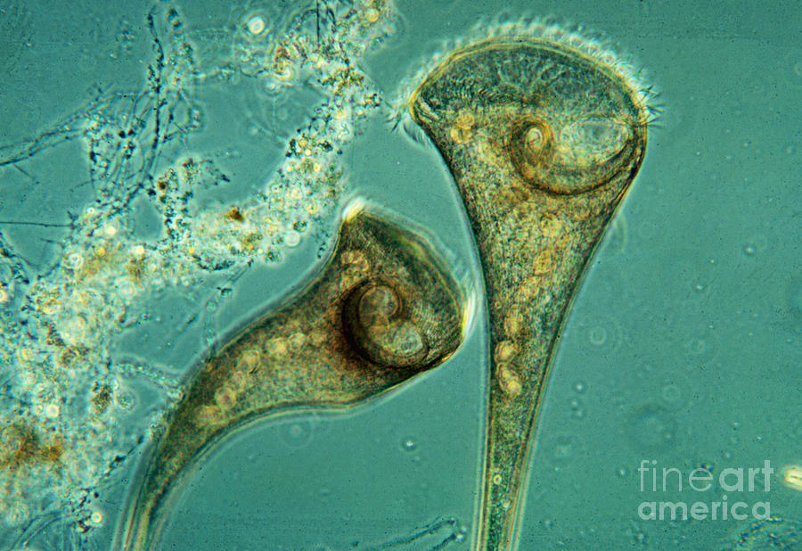 Freshwater Ciliate Stentor LM Photograph by Greg Antipa