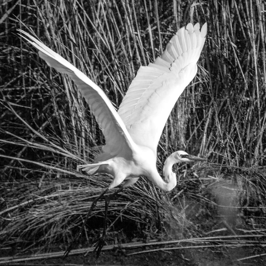 Freshwater City Egret Photograph by Gregory Daley  MPSA