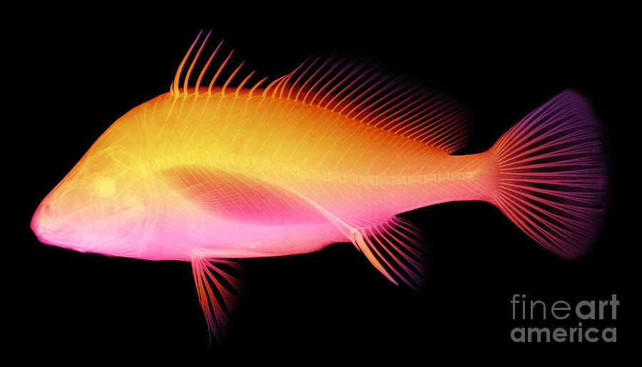 Freshwater Drum Fish, X-ray Photograph by Ted Kinsman