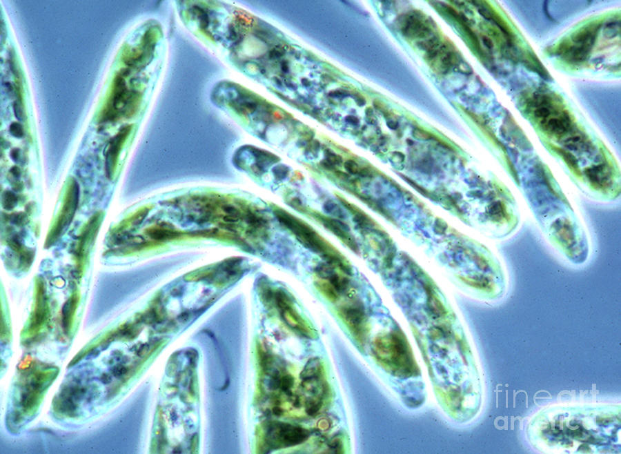 Microbiology Photograph - Freshwater Flagellates Euglena LM by Greg Antipa