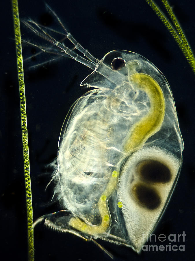 Freshwater Flea Daphnia Sp., Lm Photograph by Rubn Duro/BioMEDIA ASSOCIATES LLC