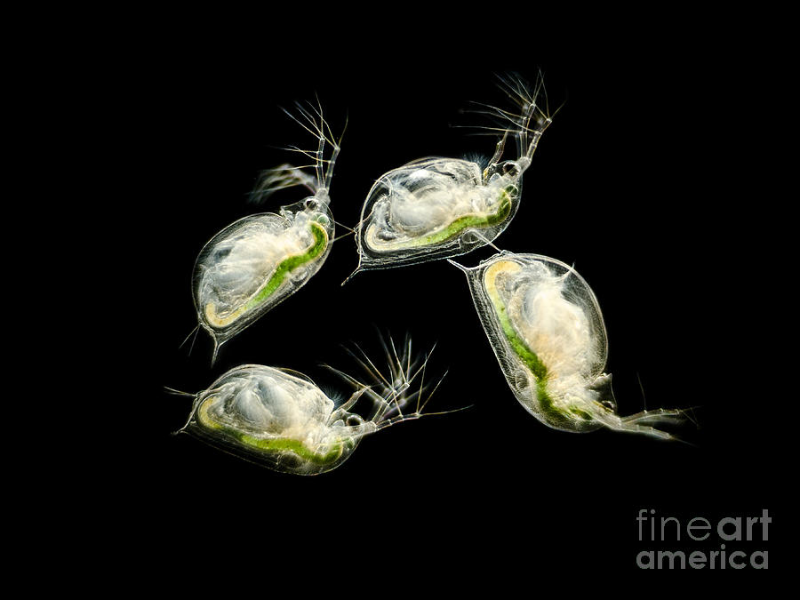 Freshwater Fleas Daphnia Sp., Lm Photograph by Rubn Duro/BioMEDIA ASSOCIATES LLC