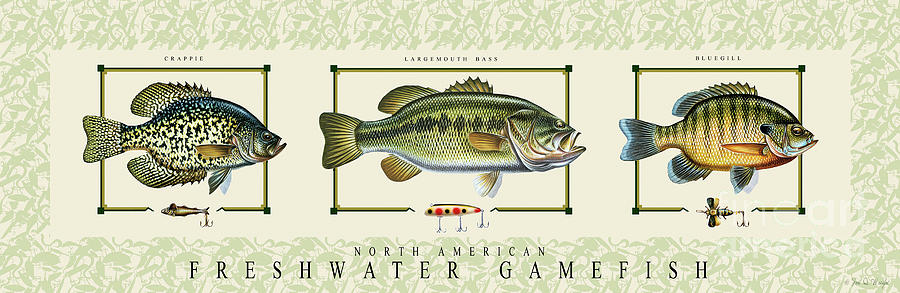 Fish Painting - Freshwater Gamefish by Jon Q Wright