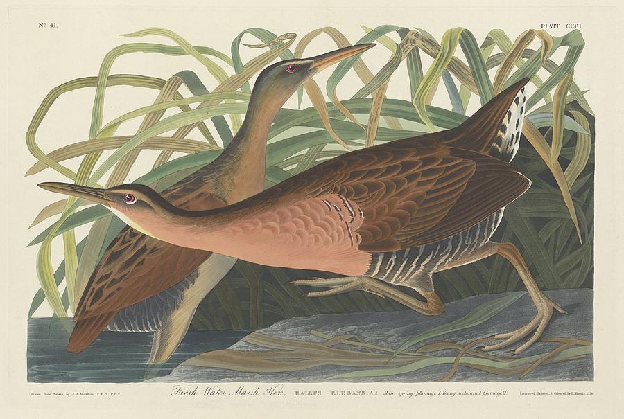 Freshwater Marsh Hen Drawing by Dreyer Wildlife Print Collections 