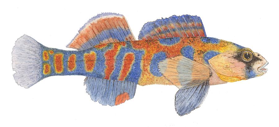 Freshwater Orange-Throated Darter by Thom Glace Freshwater Orange-Throated Darter by Thom Glace