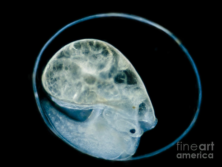 Freshwater Snail Embryo Physa Sp., Lm Photograph by Rubén Duro/BioMEDIA ...