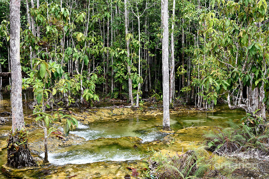 Freshwater Swamp Forest Photograph by Fletcher & Baylis