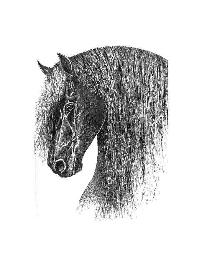 Friesian Drawing by John Barnard Fine Art America