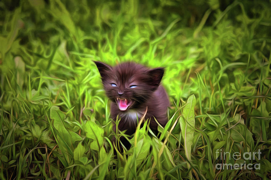 Fretting kitten in the grass Photograph by Michal Boubin