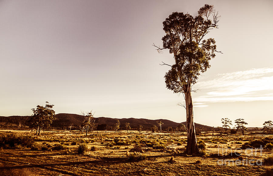 Freycinet Bushland Background Photograph