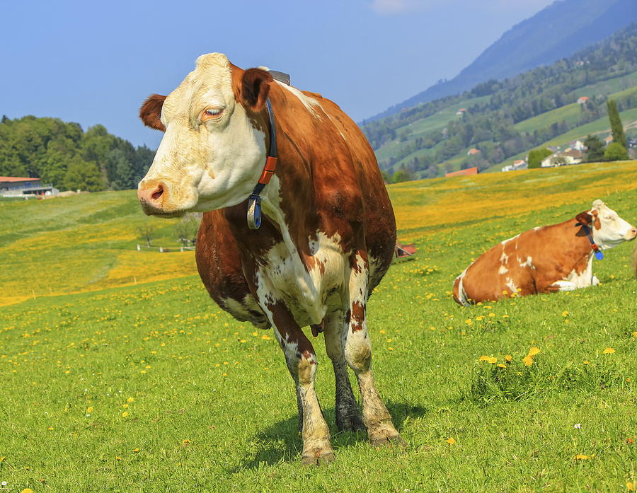 Fribourg cow resting, Switzerland Photograph by Elenarts - Elena Duvernay photo