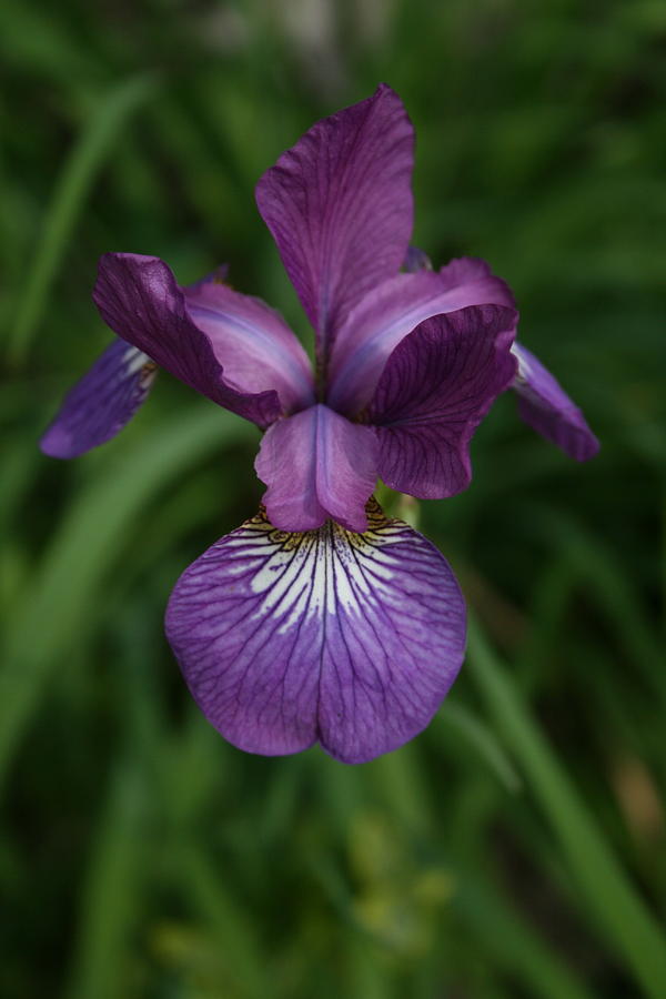 Iris Photograph - Friend or Foe by Alan Rutherford