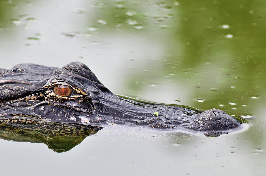 Friendly Alligator Photograph by Lucian Badea - Fine Art America