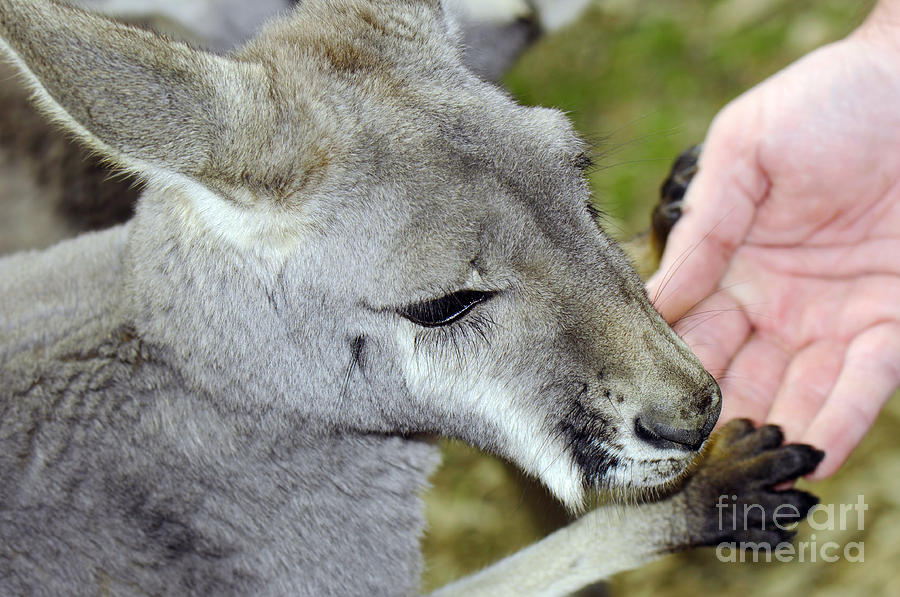 Wildlife Photograph - Friendly Australian Western Grey Kangaroo by Milleflore Images