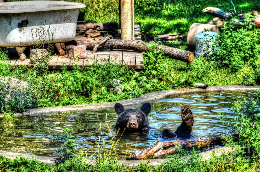 Friendly Bear - 3169p Photograph by Debra Kewley
